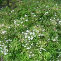 Deutzia monbeigii P1D